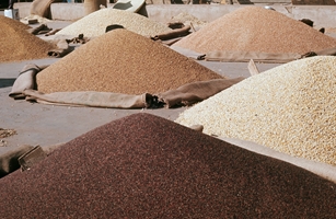 町の穀物バザールで販売されている大量の穀類の種子